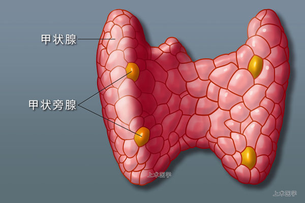 甲状腺